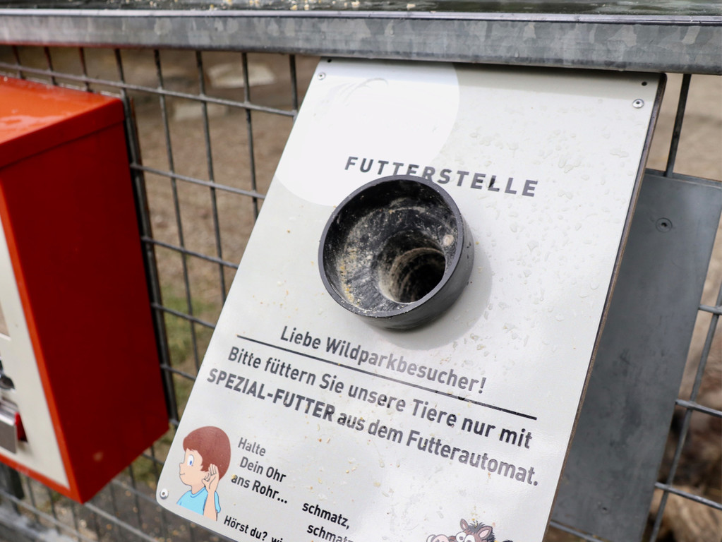 KOE_Wildpark Tierpate Wildschweinmaedchen 8.jpg