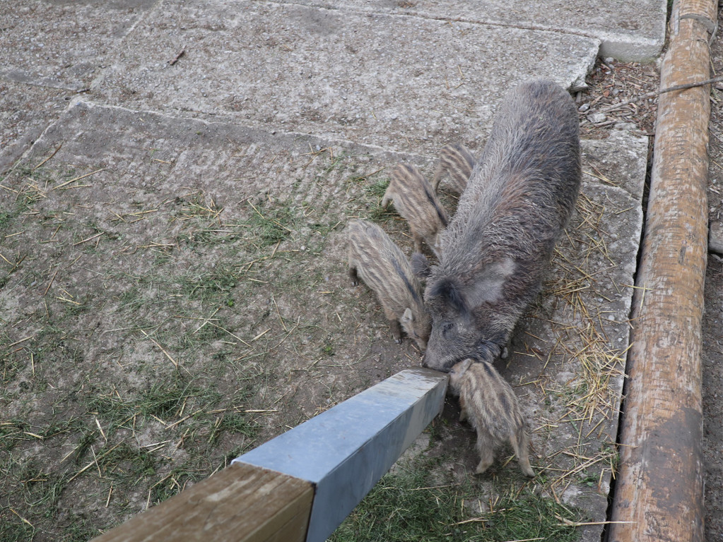 KOE_Wildpark Tierpate Wildschweinmaedchen 9.jpg