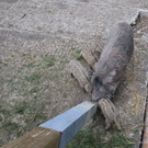KOE_Wildpark Tierpate Wildschweinmaedchen 9.jpg