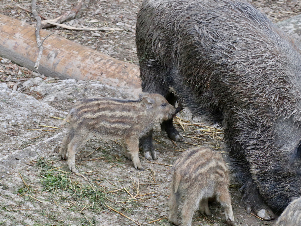 KOE_Wildpark Tierpate Wildschweinmaedchen 10.jpg