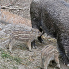 KOE_Wildpark Tierpate Wildschweinmaedchen 10.jpg