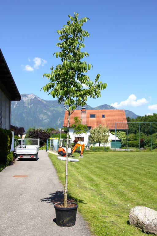 BK_Plant-for-the-Planet-Akademie 7.jpg