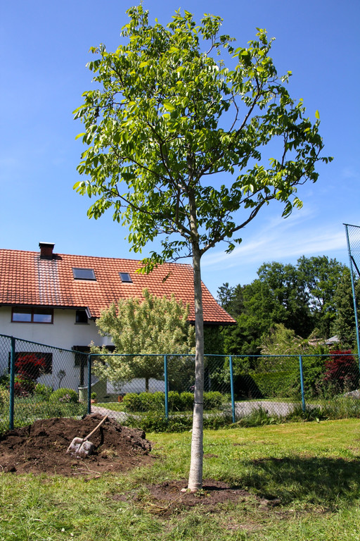 BK_Plant-for-the-Planet-Akademie 29.jpg