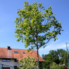 BK_Plant-for-the-Planet-Akademie 29.jpg