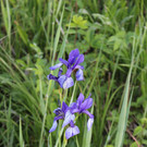 IMG_2507.JPG