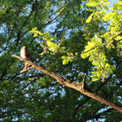 IMG_2510a.JPG
