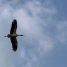 storch1.jpg