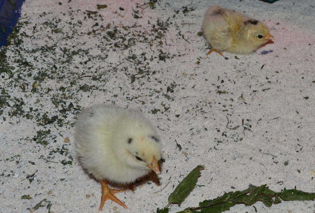 Kindergarten Batschuns 060617_4.JPG
