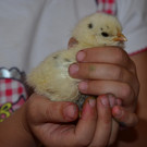 Kindergarten Batschuns 090617_5.JPG