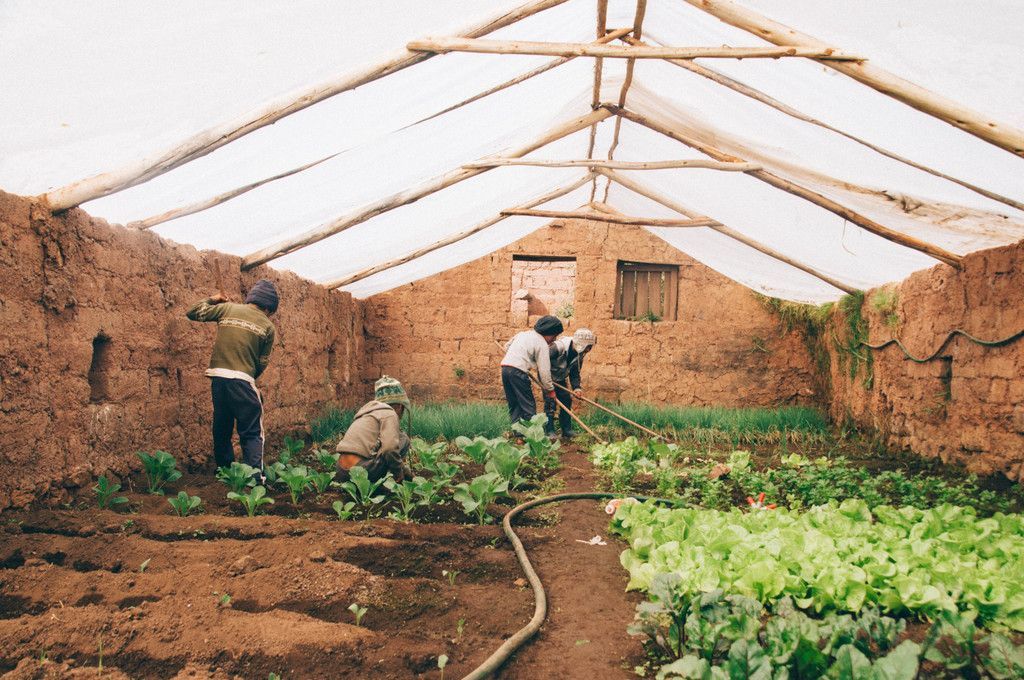 greenhouse_12.jpg