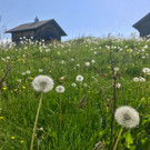 KOE_Wandertipp-Gurtisspitze-Sattelalpe 12.jpg