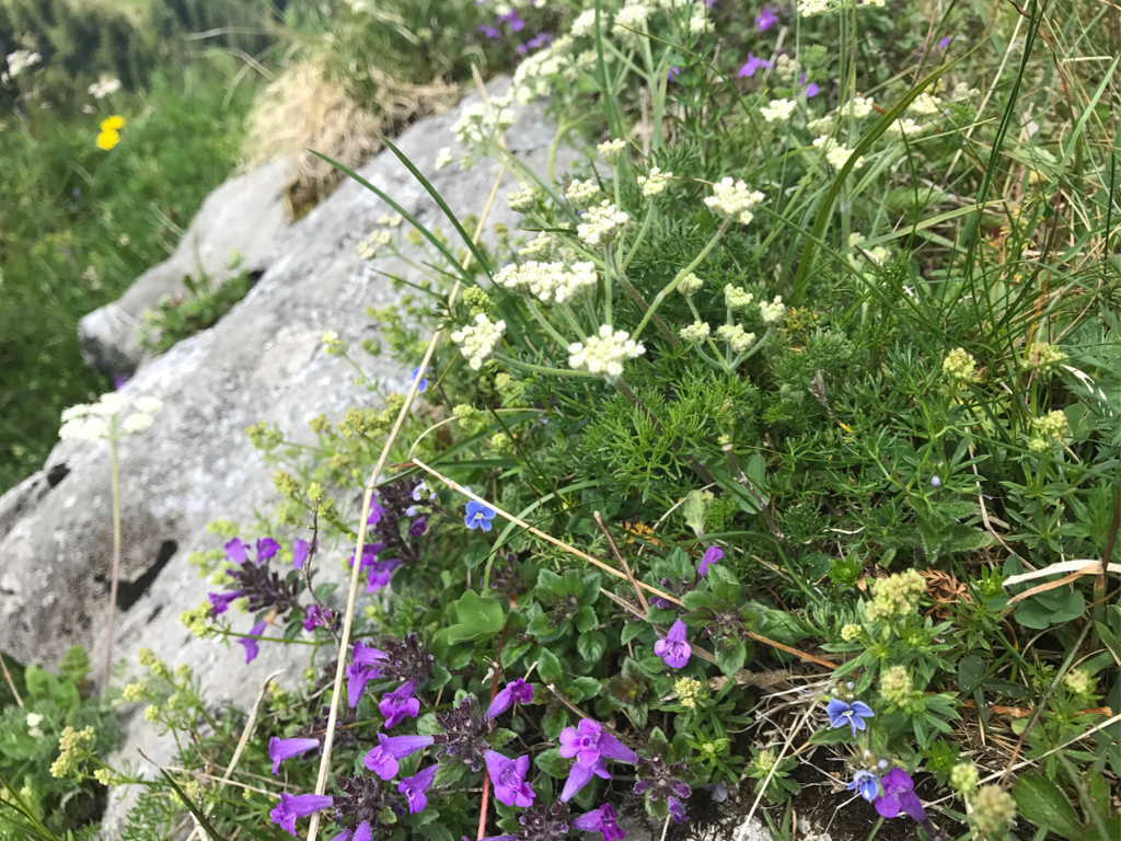 KOE_Wandertipp-Gurtisspitze-Sattelalpe 31.jpg
