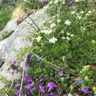 KOE_Wandertipp-Gurtisspitze-Sattelalpe 31.jpg