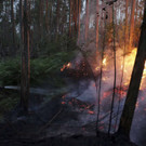 Portugal_Forest_Fires_46512.jpg