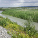 Wanderung -  Lagunenweg an der Rheinmündung
