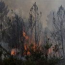 Portugal_Forest_Fires_21392.jpg