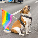 22_ Regenbogenparade 2017 - 17_06_2017-7.jpg