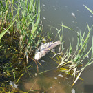 tote fische in der dornbirner ach