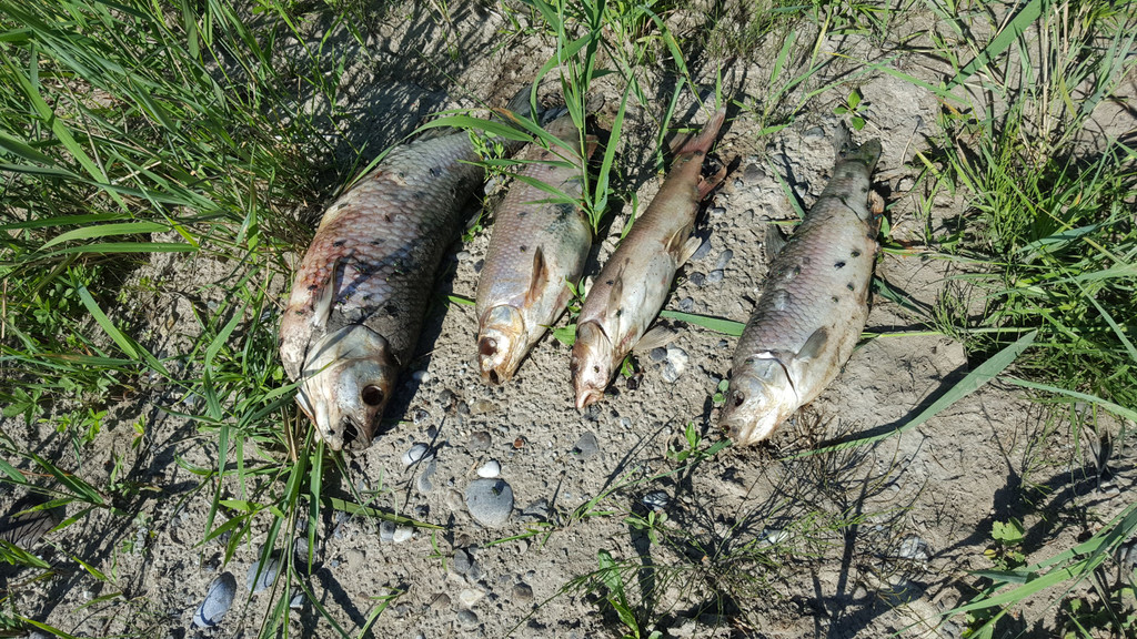 20170619_101744_1_.jpg