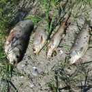 20170619_101744_1_.jpg
