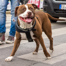 22_ Regenbogenparade 2017 - 17_06_2017-347.jpg