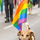 22_ Regenbogenparade 2017 - 17_06_2017-398.jpg