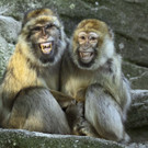 Berberaffen im Tiergarten Schönbrunn