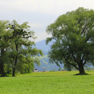 IMG_6345.JPG