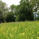 IMG_6355.JPG