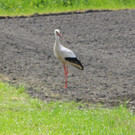 IMG_6364.JPG