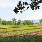 IMG_6369.JPG