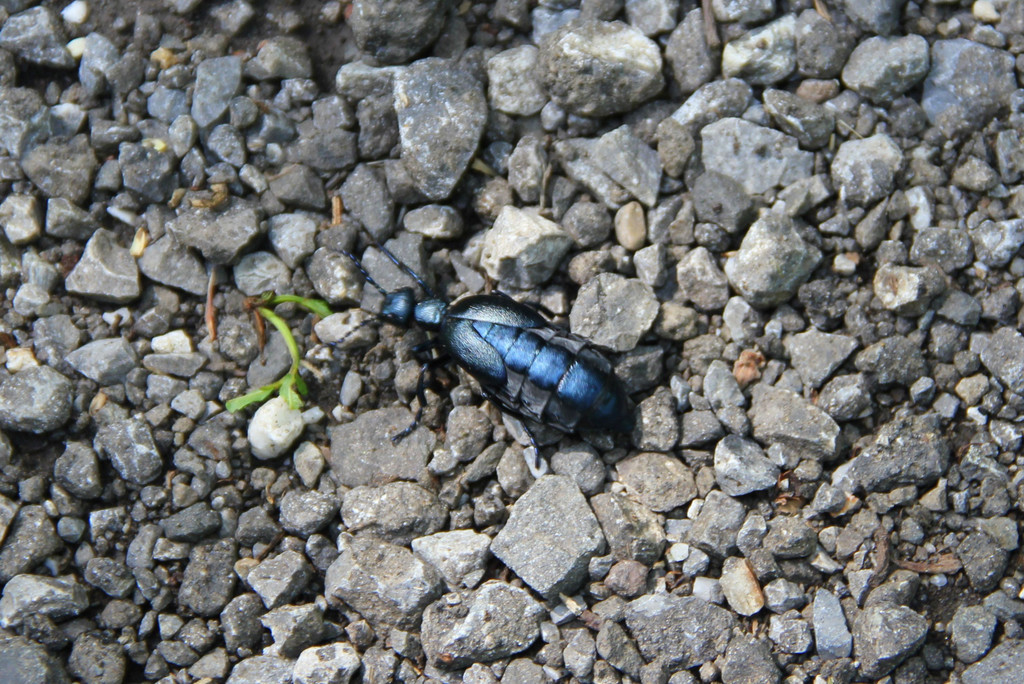 IMG_6370.JPG