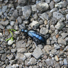 IMG_6370.JPG