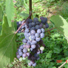 Weinbau in Bludesch