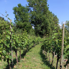IMG_4115.JPG