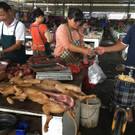 Fotos vom Hundefleisch-Festival in China
