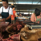hundefleisch-china-festival-yulin  _8_.jpg