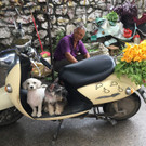 hundefleisch-china-festival-yulin  _11_.jpg