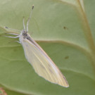 DSC_0262.JPG