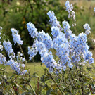 DSC_0249.JPG