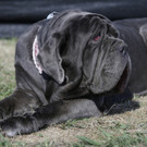 Worlds_Ugliest_Dog_79248.jpg