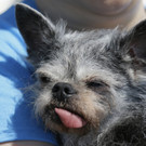 World_27s_Ugliest_Dog_16487.jpg