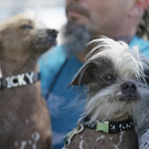 World_27s_Ugliest_Dog_17348.jpg