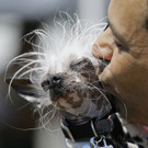 World_27s_Ugliest_Dog_83897.jpg