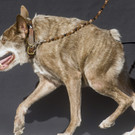 World_Ugliest_Dog_42087.jpg