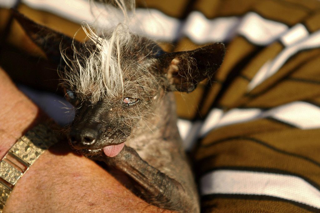 World_Ugliest_Dog_08013.jpg