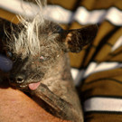 World_Ugliest_Dog_08013.jpg