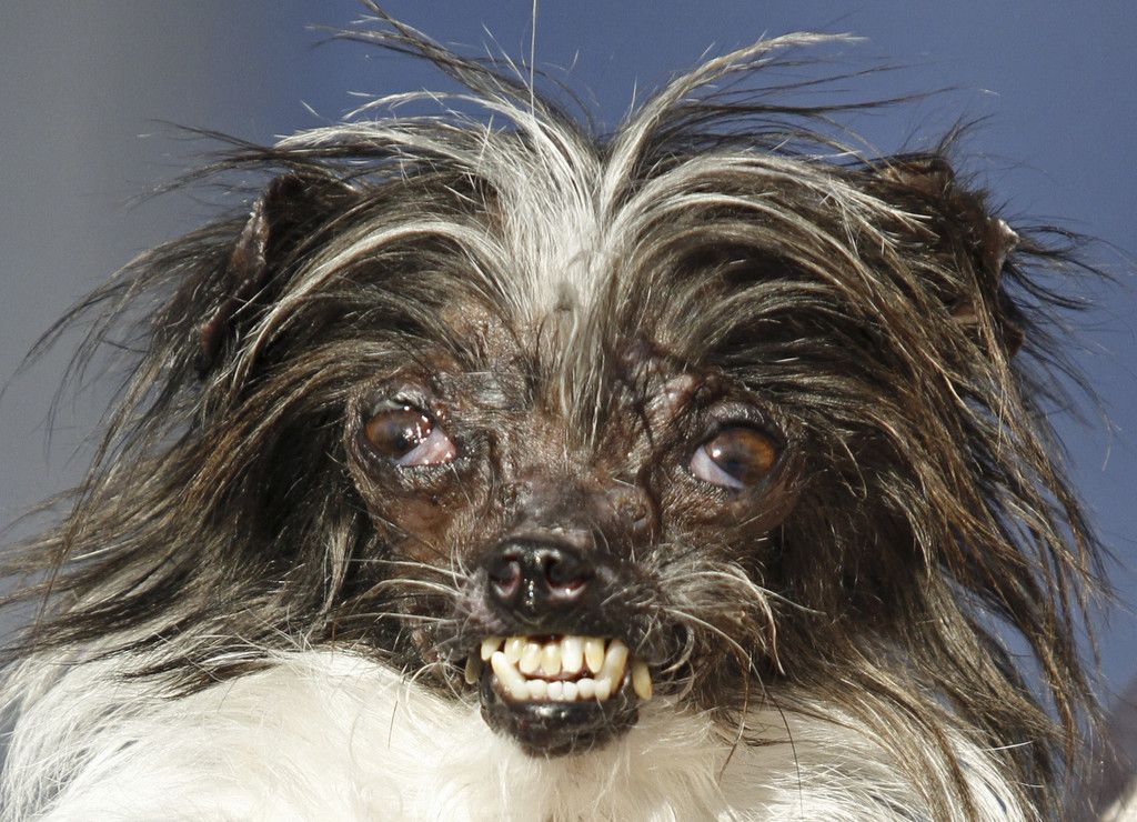 World_Ugliest_Dog_76748.jpg