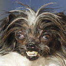 World_Ugliest_Dog_76748.jpg