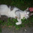 385406.jpg